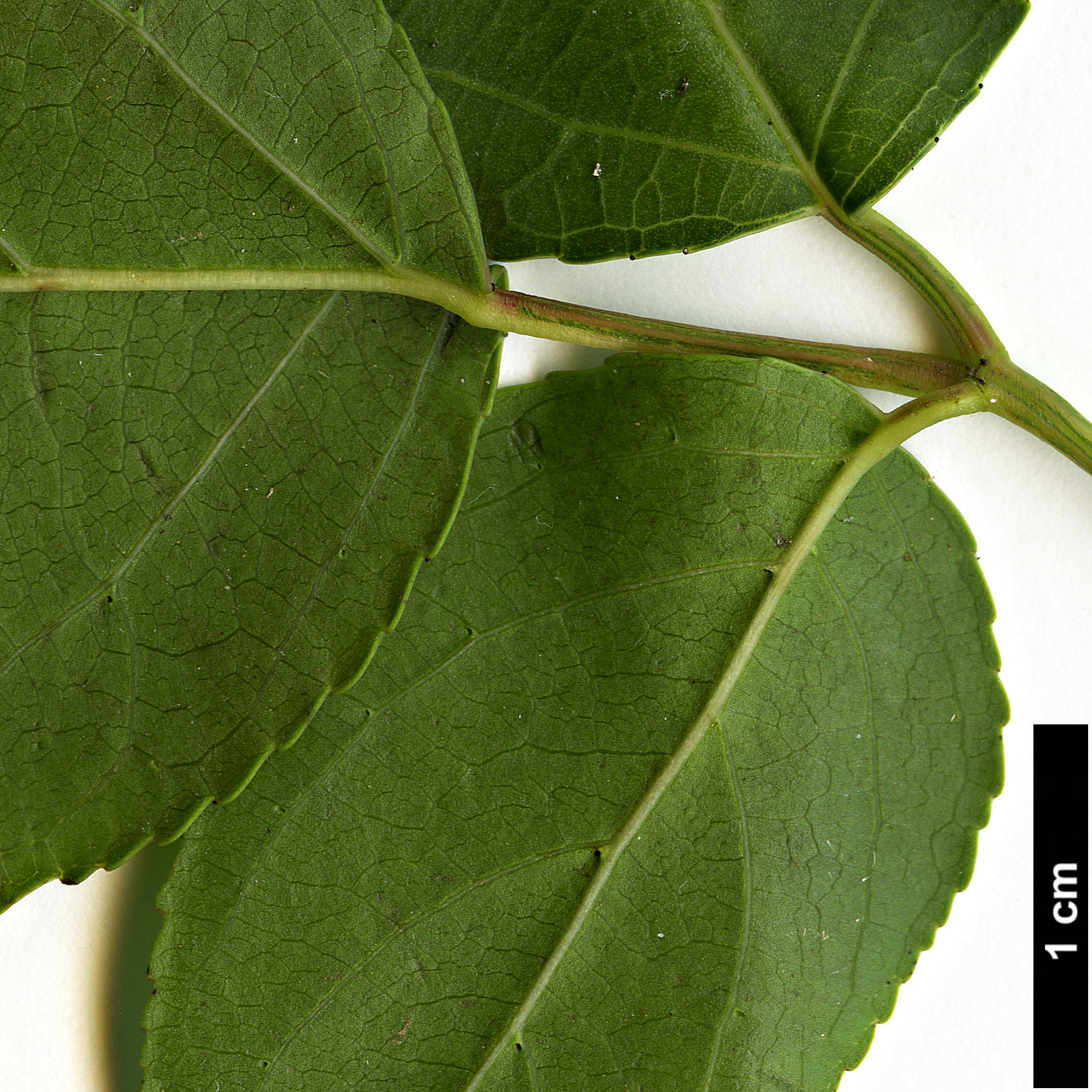 High resolution image: Family: Phyllanthaceae - Genus: Bischofia - Taxon: javanica